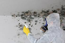 Best Mold Remediation for Rental Properties  in Clarkdale, AZ